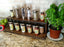 Counter Caddies™ - Walnut-Stained Straight Shelf - Culinary / Spice Rack - herbs and ingredients